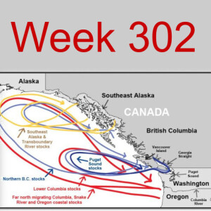 Week 302 killer whales and chinook, their food source are declining. What can we do?