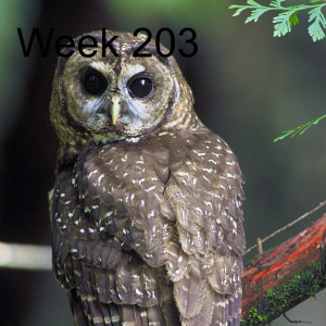 Week 203 northern spotted owl update