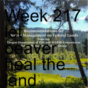 Week 217 let beaver heal the land