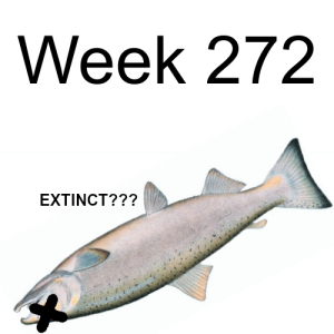 Week 272 panic regarding the Oregon coast coho run on the South Umpqua river