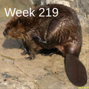 Week 219 Do not wait. Restore beaver now.