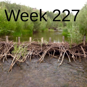 Week 227 can beaver in desert streams restore fish populations?