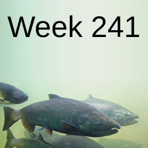 Week 241 what is it like restoring aquatic habitat during these challenging times?