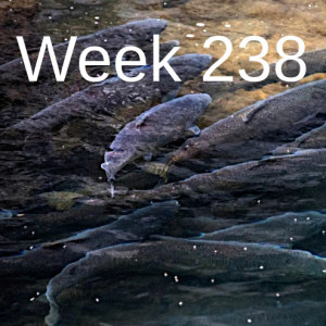 Week 238 spring chinook need to be listed under the engangered species act