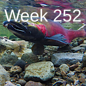 Week 252 Oregon coast coho recovery review