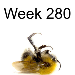 Week 280 restoring insect populations