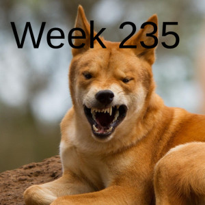 Week 235 restoring the dingo in Australia