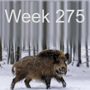 Week 275 super pigs - restoration’s big problem