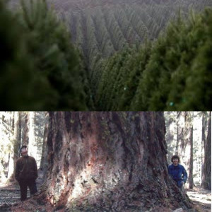 Week 100: What is a Real Forest?
