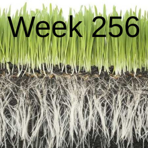 Week 256 grass roots