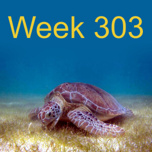 Week 303 the loss and recovery of the green sea turtle