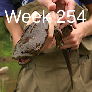 Week 254 save the hellbender