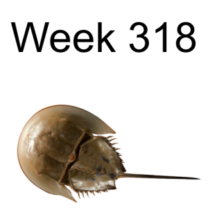 Week 318 the horseshoe crab - your life depends on it