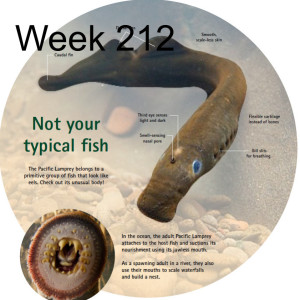 Week 212 pacific lamprey needs our help