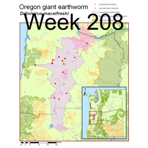 Week 208 the oregon giant earthworm