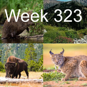 Week 323 different types of rewilding project