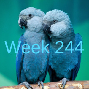 Week 244 restoring the spix blue macaw
