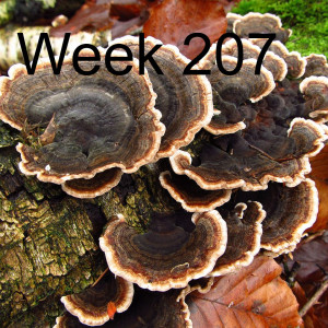 Week 207 The Role of Fungi in Ecosystem Health