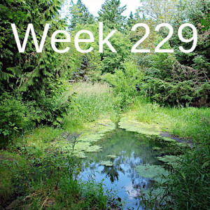 Week 229 bringing the wetlands back