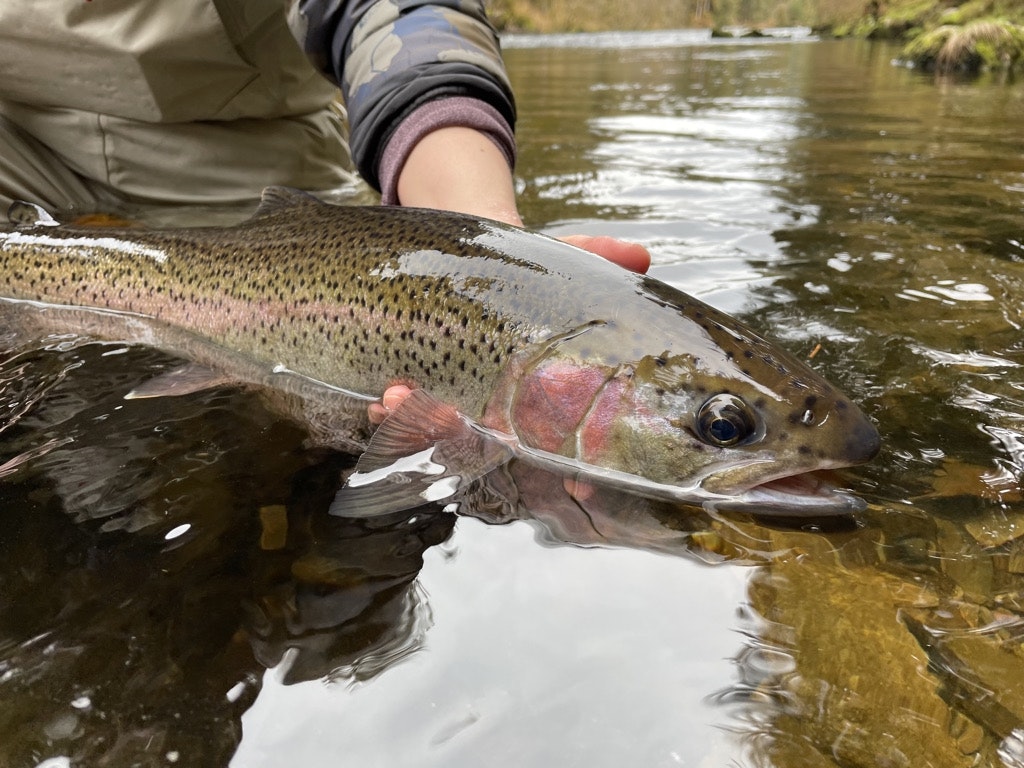 Episode 346 - Southeast Alaska trout and salmon - podcast episode cover