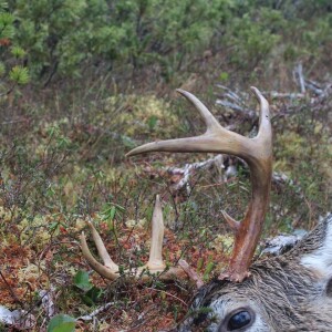 Episode 237 - Sitka Blacktail #3 - Success and ethics