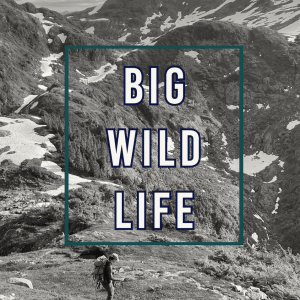 Episode 447 - Big Wild Life
