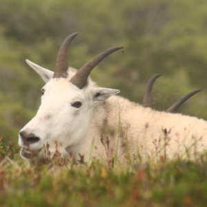 Episode 389 - Mountain goats in SE Alaska