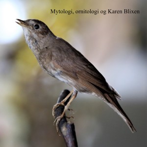 Mytologi, ornitologi og Karen Blixen