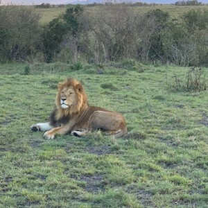 Exploring the Wonders of Kenya’s Wildlife Safari