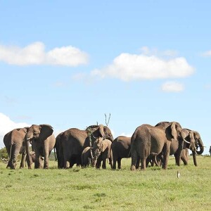 Experience the Ultimate Luxury at Drunken Elephant Mara – Kenya Safari Lodges