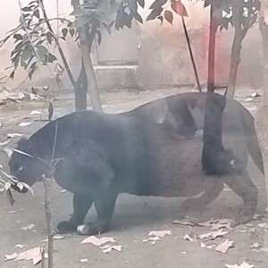 teaser: reading about Chinese zoos