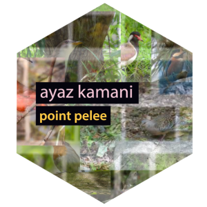 ayaz kamani - point pelee