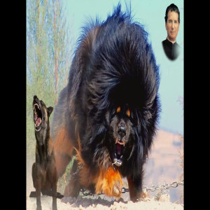 The Catholic Storyteller: A Fierce Dog & A Giant Mastiff (St. John Bosco’s 26th & 27th Dreams)