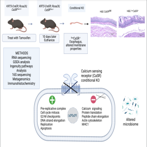 ”Got Guts” The Micro Version: Gene expression and microbiome composition in EsoCaSR-/-mice