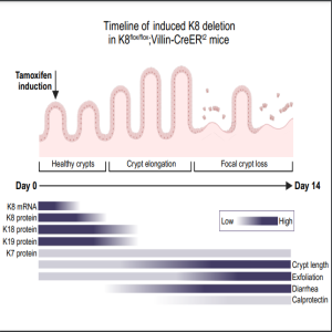 ”Got Guts” The Micro Version: Order of Events after Keratin 8 Sequential Downregulation