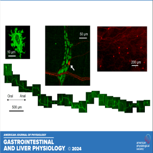 "Got Guts" The Micro Version: Characterize Mouse Glutamatergic Myenteric Neurons