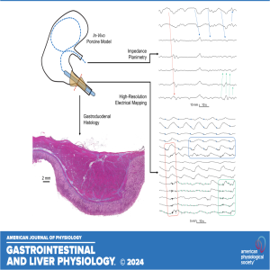 "Got Guts" The Micro Version: 	Electromechanical Coupling of the In-Vivo Pylorus