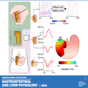 "Got Guts" The Micro Version: Characterization of Rat Gastric Slow Wave Activity