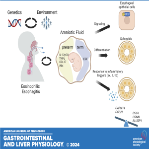 "Got Guts" The Micro Version: Effect of amniotic fluid on the esophageal epithelium