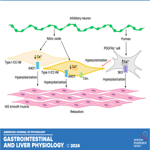 "Got Guts" The Micro Version: Inhibitory neurotransmission in the internal anal sphincter