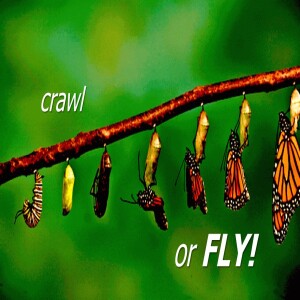 Why Crawl if You Could Fly!?