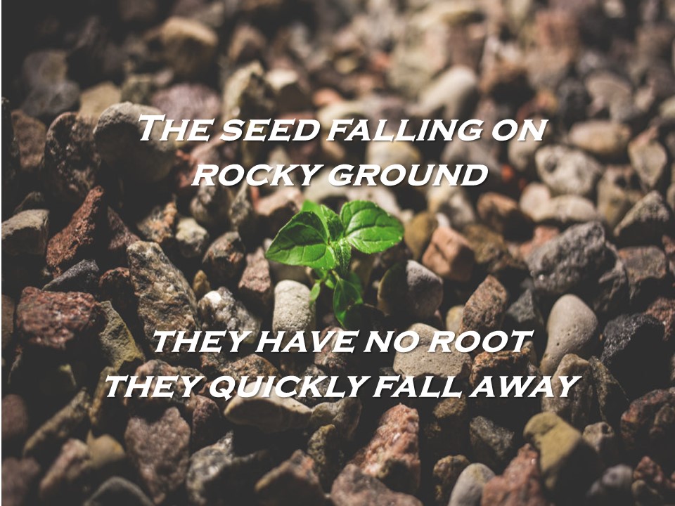 Rocked & Rootless - The Seeds that Fall to the Rocky Soil