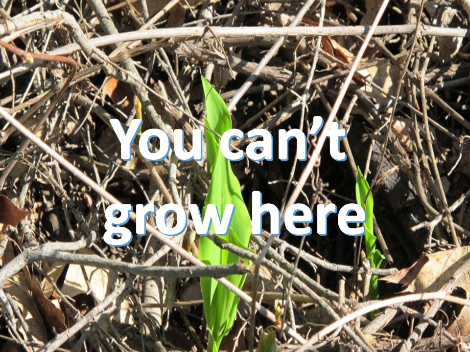 Choked &amp; Immature - The Seeds Among the Thorns