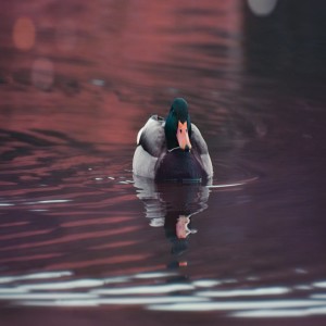 Le syndrome du canard: comment les organisations en déclin s’habituent à la médiocrité