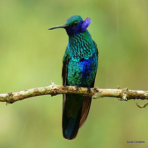 Je fais ma part pour changer le monde: et si le colibri avait tort?