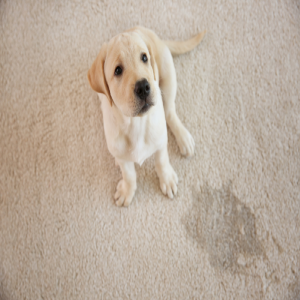 5 Steps to Effectively Clean a Carpet Ruined by Dog Pee Stains