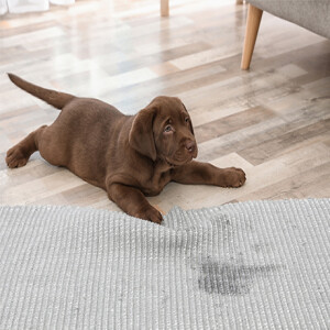 Stream Clever Hacks To Prevent Your Pets From Damaging Your Pricey Carpets