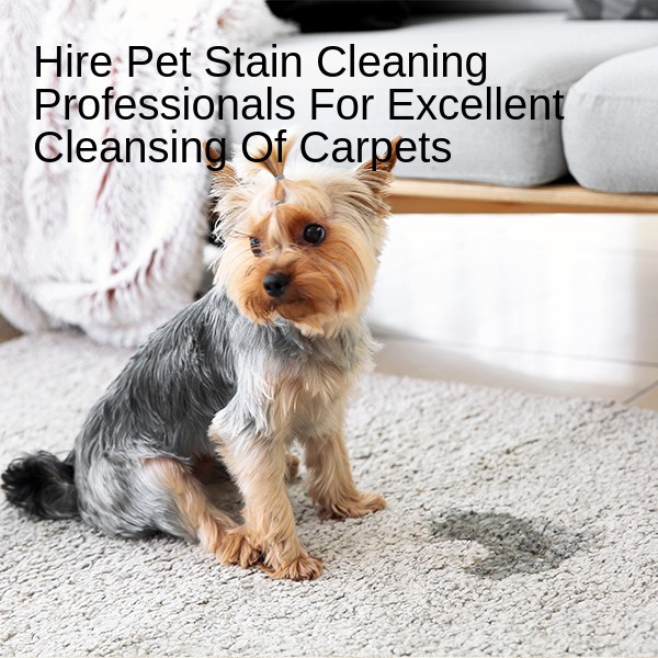 Hire Pet Stain Cleaning Professionals For Excellent Cleansing Of Carpets 