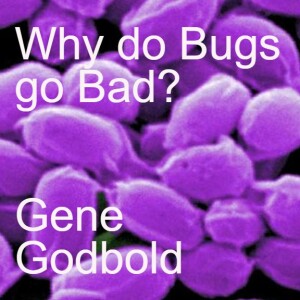 30 Bonus Episode: Why do bugs go bad?