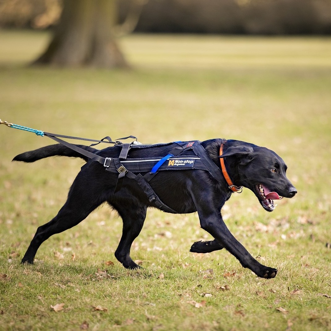 Best harness for canicross best sale